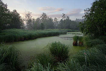 Grassy Pond, green, trees, sky, grass, sunset, evening, pond HD wallpaper