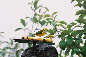 Birds, animal, bananas, tree HD wallpaper