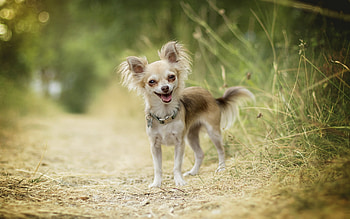 Chihuahua in forest, Cute and small, Lovely pet, que scenery HD wallpaper