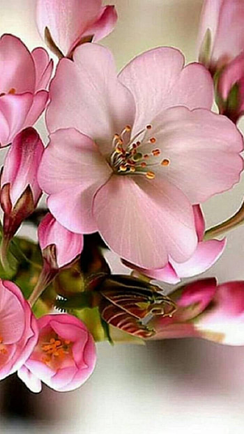 Pink Blossoms, pink flower, branch, flower, earth, nature, blossom HD phone wallpaper