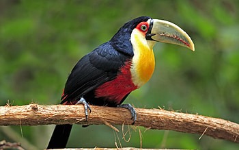 Red-breasted, Toucans HD wallpaper