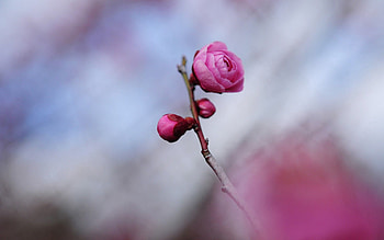 Flower, Macro, Petals, Stem, Stalk HD wallpaper