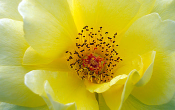 Sunshine Blossom, sunshine, yellow, bright, beautiful, flowers, bloom, cheery, blossom HD wallpaper