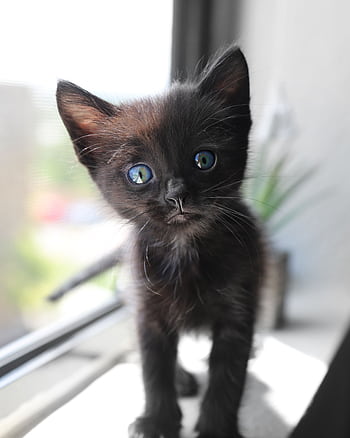Close-up of a curious black kitten with blue eyes peering from a window sill. HD phone wallpaper