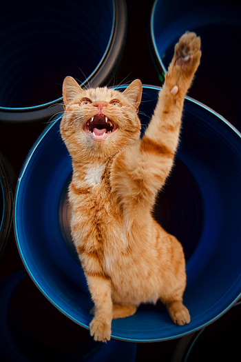 Funny, Animals, Cat, Pet, Redhead, Paw HD phone wallpaper