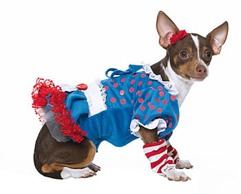 RAG PUP, dog, halloween, puppy, costume, cute HD wallpaper