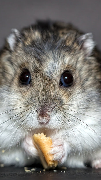 Hamster graphy, Animal hamster, Whiskers and fur, Hamster in focus HD phone wallpaper