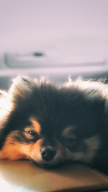 Yeontan, BTS fan art, Adorable backgrounds, Cute chihuahua HD phone wallpaper