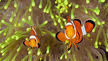 Clownfish, Coral Reefs, Orange, Black, White, Underwater Clownfish HD wallpaper