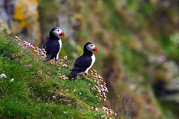 Animals, Flowers, Birds, Grass, Cul-De-Sac, Dead End, Atlantic Impasse, Atlantic Gridlock HD wallpaper