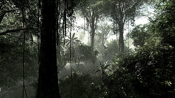 Rainforest darkness, , Mystical beauty, Enchanting rainforests HD wallpaper