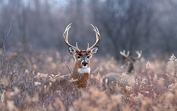 Animals, Deers HD wallpaper