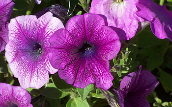Plants, Flowers, Violet HD wallpaper