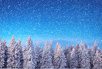 Winter, snowflakes, snow, nature, forest, tree HD wallpaper