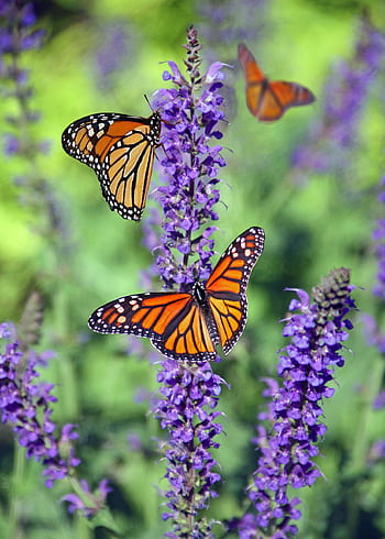Monarch butterflies perched on purple lavender blooms on a sunny day. HD phone wallpaper