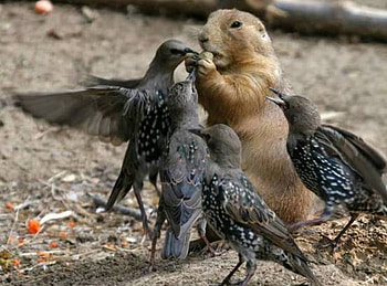 PLEASE SHARE, eating, birds, share, squirrel HD wallpaper