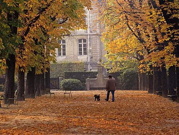 Walking the dog, walking, person, house, trees, black poodle, autumn leaves HD wallpaper