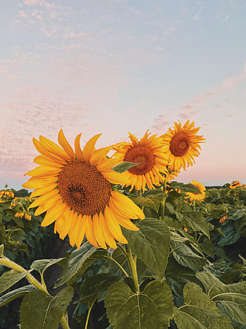 Flowers, Sunflowers, Petals, Field HD phone wallpaper