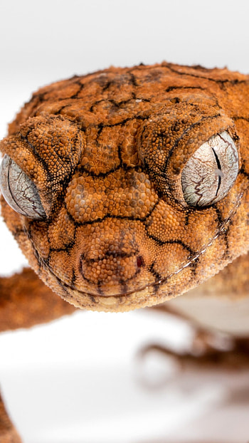 Caledonian crested gecko fascination, Vivid reptile, beauty, Page favorite HD phone wallpaper