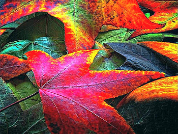 Autumn Leaves, leaves, , colors, autumn, beautiful HD wallpaper