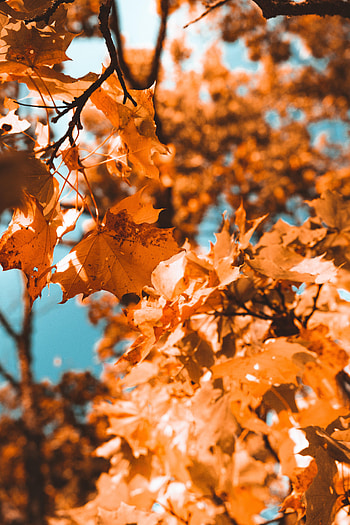 Nature, Autumn, Leaves, Branch, Maple HD phone wallpaper