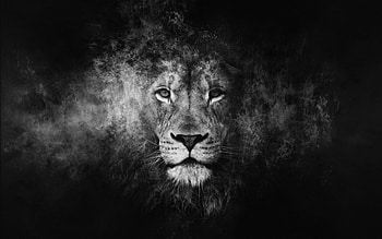 Elegant black lion, Striking , Intriguing visuals, Stunning presence HD wallpaper