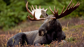 Majestic moose, High-resolution beauty, Digital excellence, bliss HD wallpaper