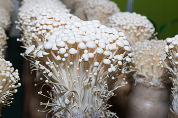 Enoki mushrooms, Farm-fresh delight, Freshpoint enoki, Enoki mushroom goodness HD wallpaper