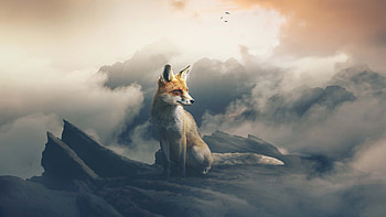 Fox The Observer, fox, animals, artist, hop, manipulation HD wallpaper