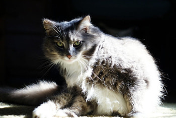 Cat, cats, kittens HD wallpaper