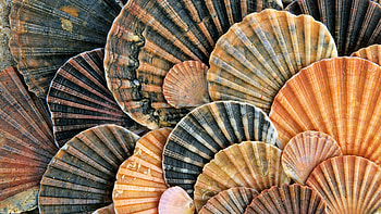 Conchas de Santiago, Doñana National Park, Andalucía, Spain, nature, shell HD wallpaper