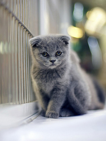 Scottish Fold, Cute sitting cat, Blue eyes HD phone wallpaper