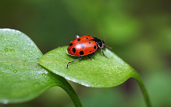 Grass, Leaves, Macro, Shine, Light, Stains, Spots, Ladybug, Crawl, Ladybird HD wallpaper