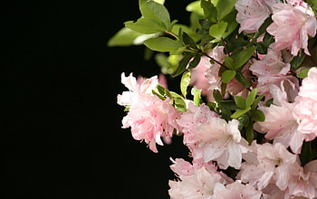 spring flowers, leaf, spring, green, flower HD wallpaper