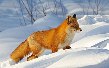 Fox n Snow, animal, winter, fox, snow HD wallpaper