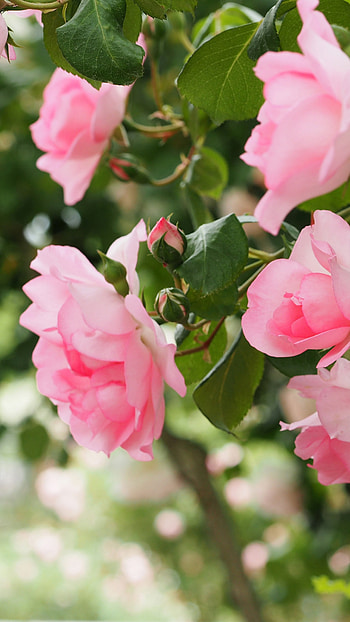 Pink, Roses HD phone wallpaper