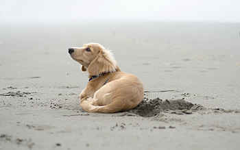 Animals, Beach, Sand, To Lie Down, Lie, Dog, Traces HD wallpaper