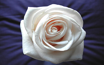 Plants, Holidays, Flowers, Roses HD wallpaper