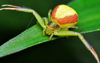 Crab spider elegance, Nature's camouflage master, Animal collection, Stunning visuals HD wallpaper