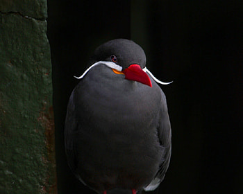 Bird, cute, beak, animals HD wallpaper