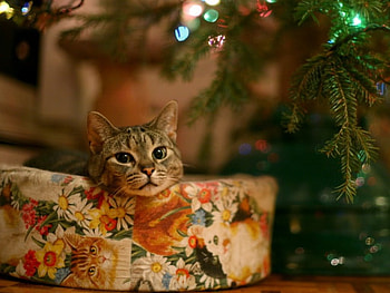 Christmas Cat, paradise, light, snow HD wallpaper