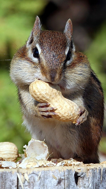 Chipmunk, Animals, , Squirrel HD phone wallpaper