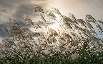 Silver Grass, , nature, bentgrass HD wallpaper