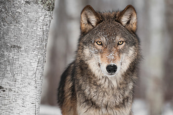 Wolf, winter, animal, dog, caine HD wallpaper