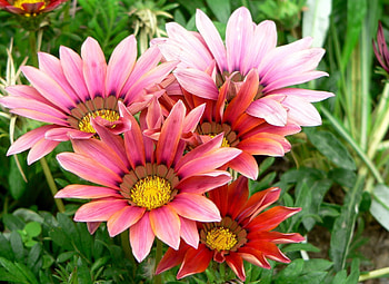 Flowers, Petals, Close-Up, Greens, Gazania, Ghazania HD wallpaper