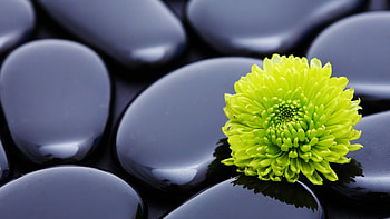 Plants, Flowers HD wallpaper