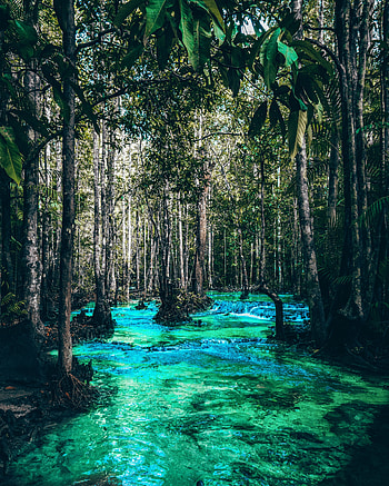 Nature, Rivers, Trees, Branches, Flow HD phone wallpaper