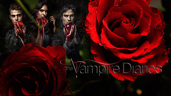 Horror, The Vampire Diaries, Halloween, Flower, Tv Show, Blood, Rose, Vampire HD wallpaper