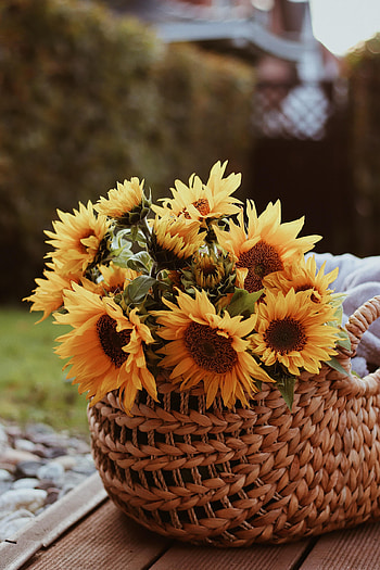 Flowers, Bouquet, Basket, Sunflower HD phone wallpaper