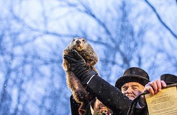 Punxsutawney Phil, Groundhog Day HD wallpaper